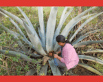 El miske ecuatoriano se certifica con una Denominación de Origen El miske ecuatoriano se certifica con una Denominación de Origen