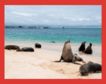 Ecuador realiza el más grande canje de deuda para proteger Islas Galápagos Ecuador realiza el más grande canje de deuda para proteger Islas Galápagos