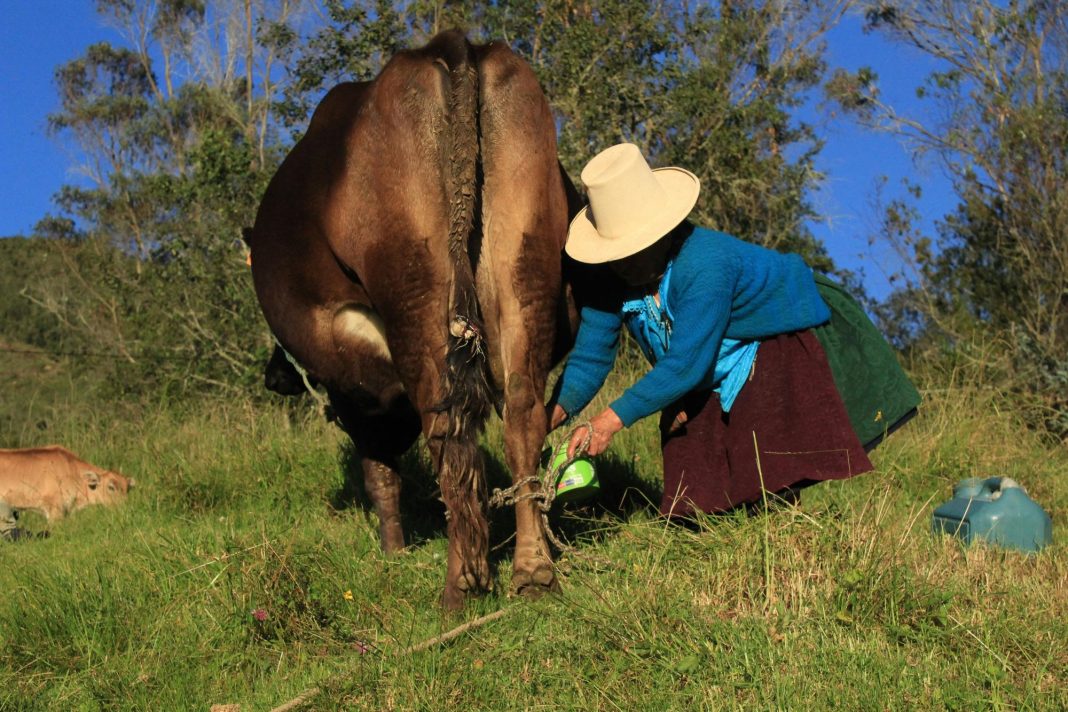 Ganaderos de Cotopaxi participan en jornadas de formación promovidas por Tonicorp, para fortalecer la producción sostenible Ganaderos de Cotopaxi participan en jornadas de formación promovidas por Tonicorp, para fortalecer la producción sostenible